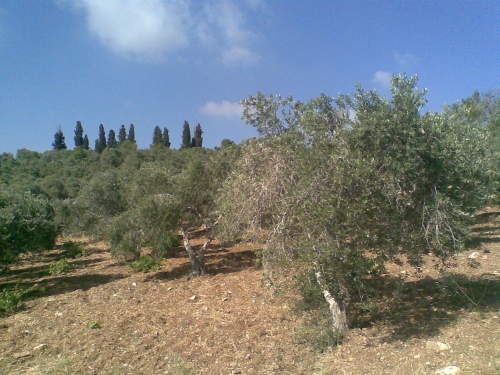 قطعة ارض في النصارية