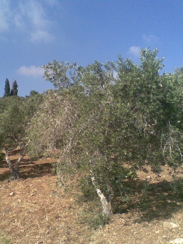 قطعة ارض في النصارية