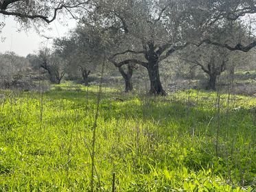 ارض للبيع في قلقيلية