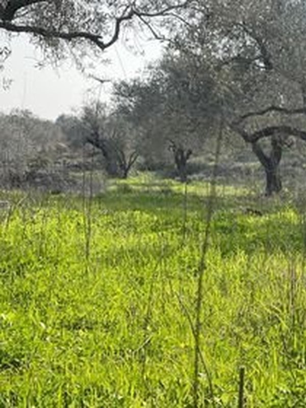 ارض للبيع في قلقيلية