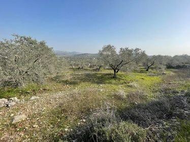 ارض للبيع في قلقيلية