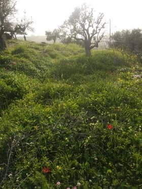 ارض في بيت ايبا