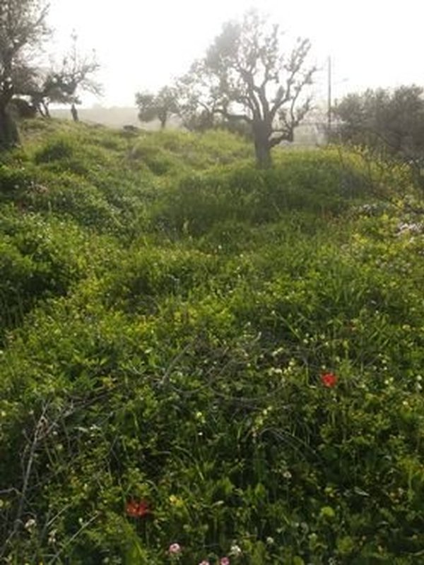 ارض في بيت ايبا