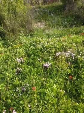 ارض في بيت ايبا