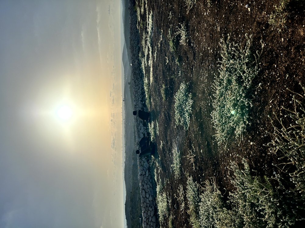 ارض 2 دونم في بلعا للبيع