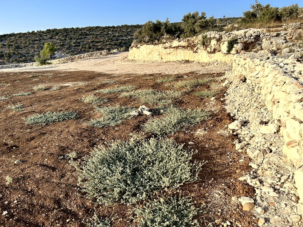 ارض 2 دونم في بلعا للبيع