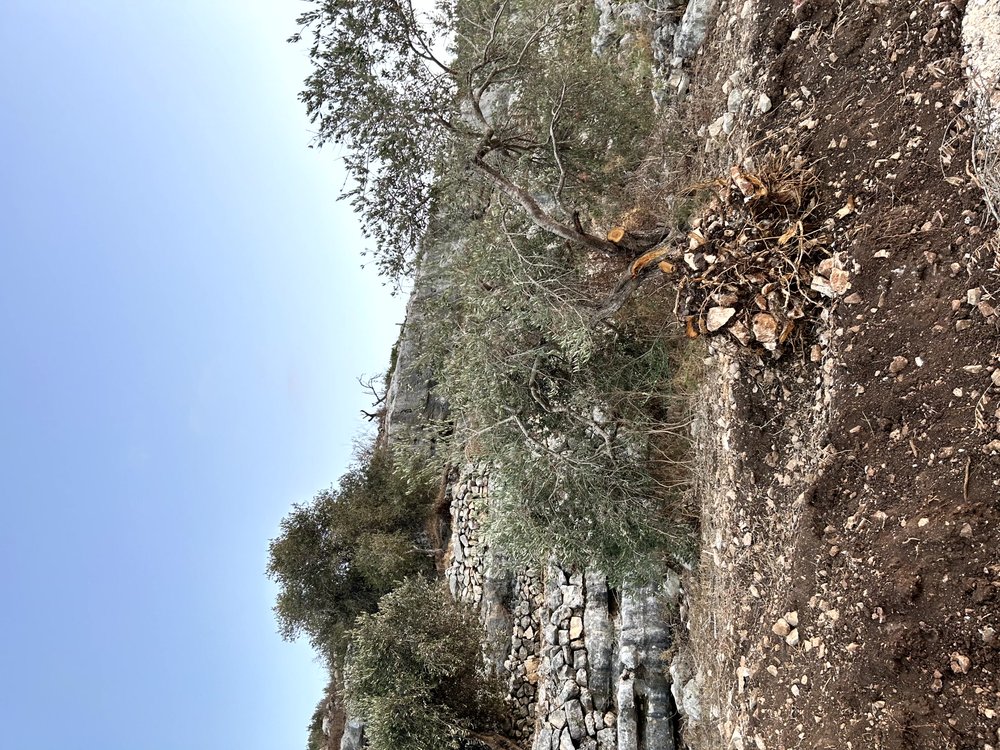 قطع اراضي للبيع في منطقة السهلات - بلعا