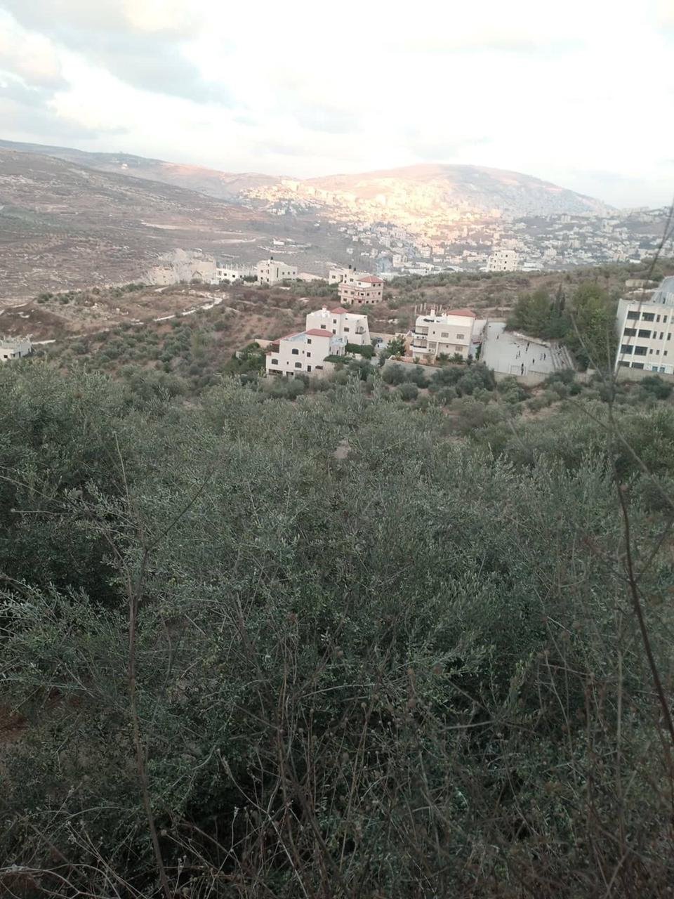 اراضي للبيع في قوصين