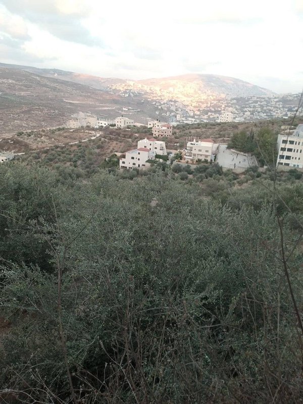 اراضي للبيع في قوصين