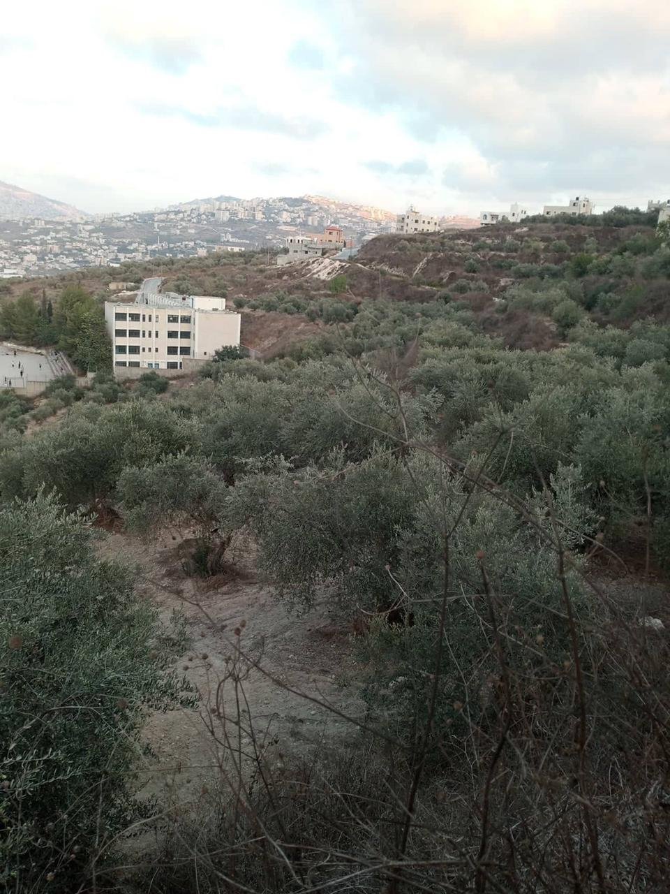 اراضي للبيع في قوصين